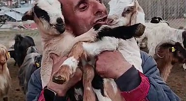 Fenomen çobanın oğlak sevgisi yürekleri ısıttı