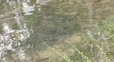 Fırat Nehri'nde akıntı arttı: Binlerce balık kıyıya akın etti