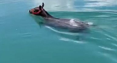 Fırat Nehrinde yüzen atı görenler gözlerine inanamadı