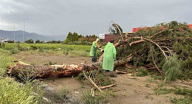 Fırtınada devrilen çam ağacı yolu trafiğe kapattı