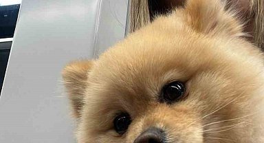 Gaziosmanpaşa'da "petshopta yıkanan köpeğin ihmalden öldüğü" iddiası