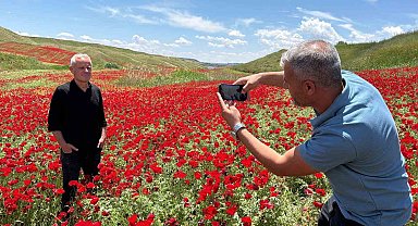 Gelinciklerle kırmızıya bürünen nohut tarlası hayran bıraktı