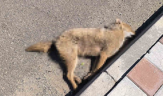 Gercüş'te otomobilin çarptığı çakal telef oldu