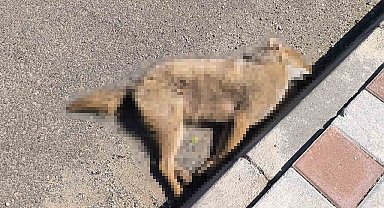 Gercüş'te otomobilin çarptığı çakal telef oldu