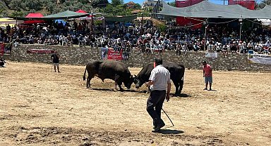 Germencik'te 63 çift boğa güreşti