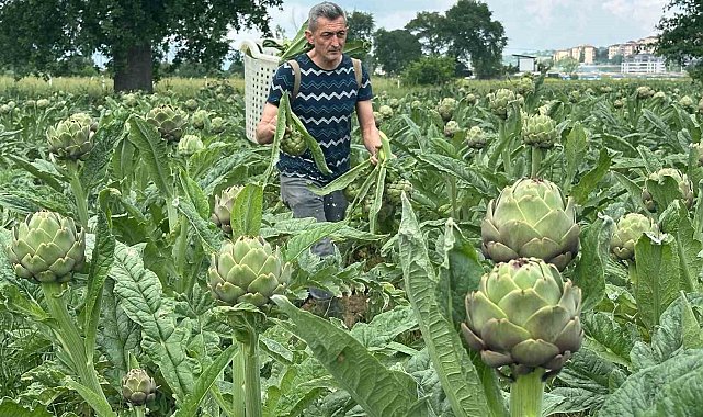 Hasanağa enginarında hasat üreticide tanesi 50 liradan başladı