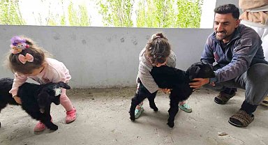 Hasköy'de gök gürültüsünden korkan yavru keçiler balkona sığındı