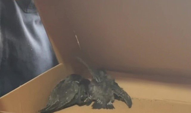 Havalandırma borusunda mahsur kalan 3 yavru kuş kurtarıldı