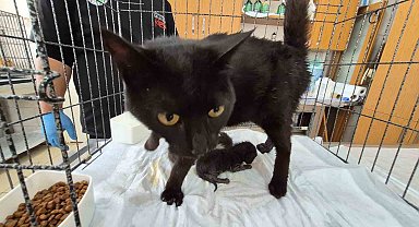 Havalandırma boşluğuna düşen kedi ve yavruları kurtarıldı