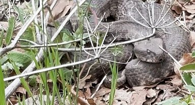 Havaların ısınmasıyla birlikte yılanlarda çıkmaya başladı