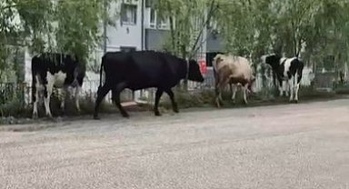 Hayvan pazarından kaçan büyükbaş havanlar gezintiye çıktı