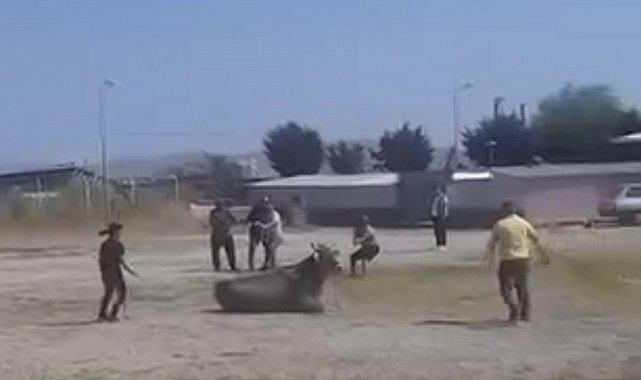 Hayvan pazarından kaçan inek ortalığı karıştırdı