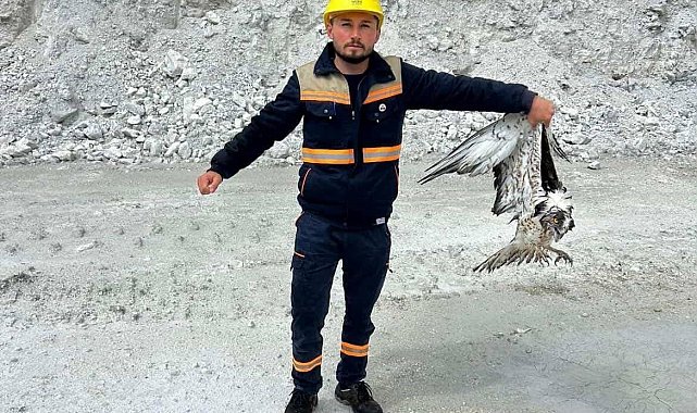 Hisarcık'ta maden sahasında bitkin halde bulunan balık kartalı tedavi altına alındı