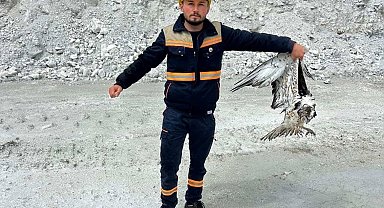Hisarcık'ta maden sahasında bitkin halde bulunan balık kartalı tedavi altına alındı
