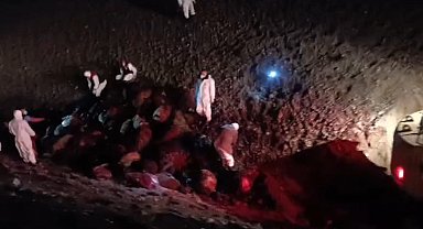 Iğdır'da arı saldırısının bilançosu: 816 koyun telef