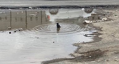 Iğdır'da karganın banyo keyfi