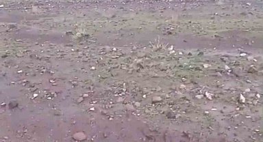 Iğdır'da sağanak ve dolu sonrası sel: Hayvanlar son anda kurtarıldı