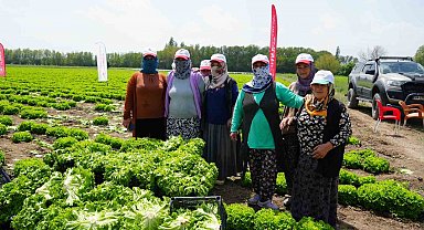 Iğdır'da sezonun ilk hasadı marulla başladı