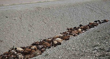 Iğdır'daki arı saldırısının ardından bölgede hasar tespiti sürüyor