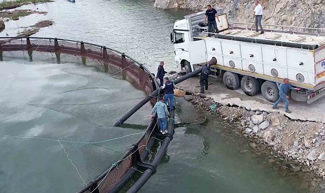 İhraç edilecek 'Türk somonları' için yavru balıklar suya bırakıldı