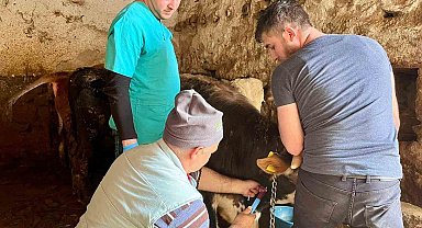 İhsaniye'de şap hastalığına karşı çalışma yapıldı