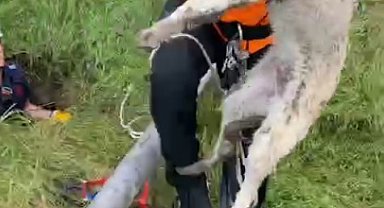 Isparta'da foseptik çukuruna düşen yavru köpek ve kaplumbağa kurtarıldı