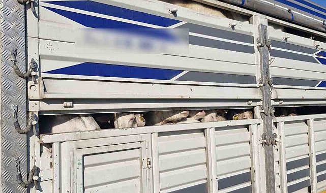 İstanbul'da kaçak kurbanlık operasyonu: Kaçak 126 kurbanlık yakalandı, sürücülere ceza yağdı
