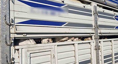İstanbul'da kaçak kurbanlık operasyonu: Kaçak 126 kurbanlık yakalandı, sürücülere ceza yağdı