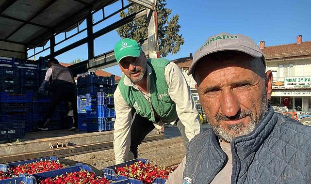 İznik'te mevsimin ilk karabodur kirazı hasadı başladı