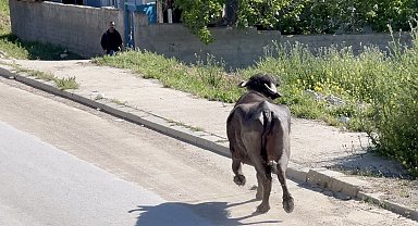 Kaçan kurbanlığın saldırısından bodruma sığınarak kurtuldu