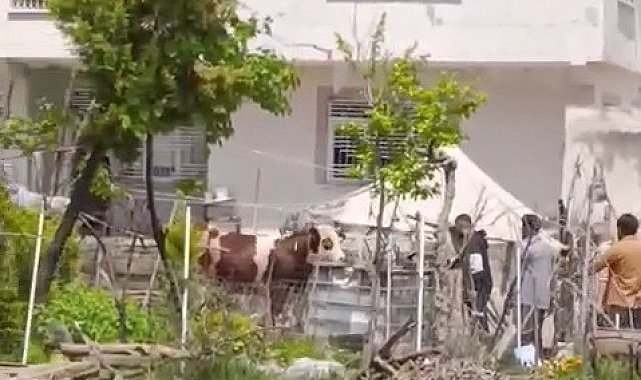 Kaçan kurbanlık iğne vurularak yakalandı