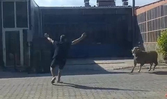 Kaçan kurbanlık koçu esnaf yakaladı