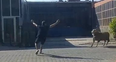 Kaçan kurbanlık koçu esnaf yakaladı