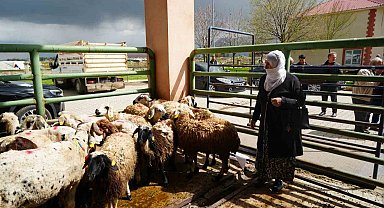 Kadın üreticilere 3 bin küçükbaş hayvan desteği