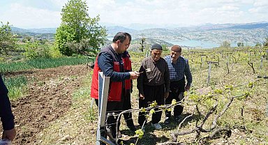 Kahramanmaraş'ta Kabarcık Üzüm'e koruma hamlesi