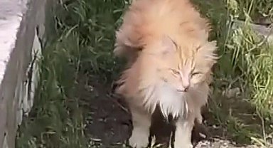 Kanadı andıran tüyleriyle dikkat çeken kedi kamerada
