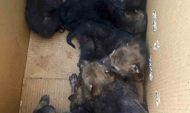 Karakoçan'da bulunan 7 yavru kurt koruma altına alındı