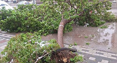 Karın ağırlığına dayanamayan ağaçlar devrildi