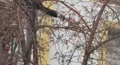 Kars'ta ağaçta mahsur kalan güvercini itfaiye ekipleri kurtardı