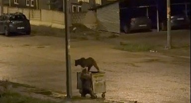 Kars'ta ayıların görev paylaşımı: Biri yedi, diğeri nöbet tuttu