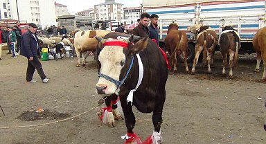 Kars'ta kurban pazarı hareketlendi: 700 kiloluk süslenmiş düve ilgi odağı oldu