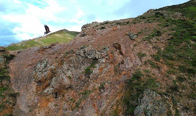 Kartal ayı yavrularına saldırmaya çalıştı: O anlar dron ile görüntülendi