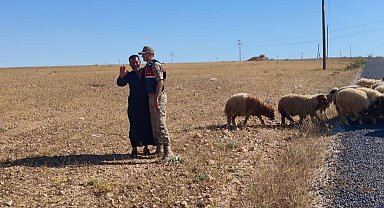 Kaybolan küçükbaş hayvanları jandarma buldu