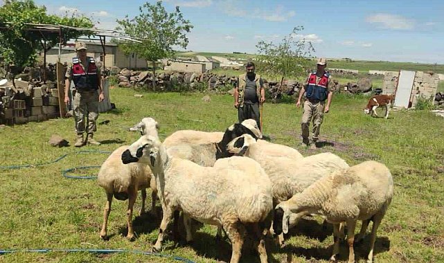 Kaybolan kurbanlıklar dron ile bulundu