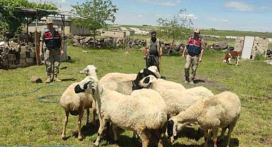 Kaybolan kurbanlıklar dron ile bulundu
