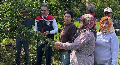 Kayısı bahçelerinde hasat başladı