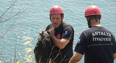 Kedi kovalarken falezlerden düşüp mahsur kalan köpeğe film gibi kurtarma operasyonu