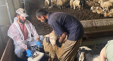 Kemah'ta küçükbaş hayvanlar için sağlık taraması yapıldı