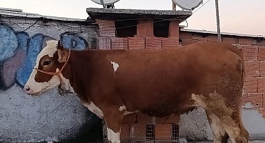 Kesmek için büyükbaş hayvanı 6'ıncı kata çıkardı