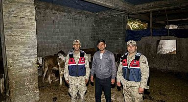 Kilis'te kaybolan 13 büyükbaş hayvan jandarma tarafından bulundu